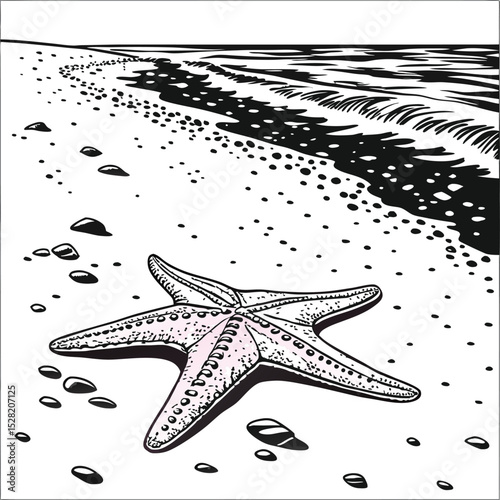 Tropical marine sea star vector illustration isolated on white