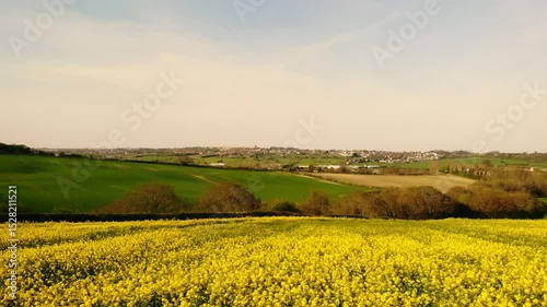 Pathway through rapeseed fields in British countryside drone aerial 