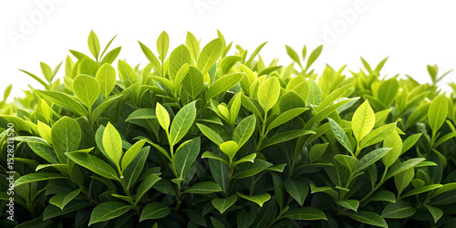 Fresh green hedge natural outdoor in the garden