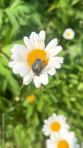 a pair of big spotted beetles sit on a white garden daisy flower in summer, which is swayed by the wind as a summer eco tourism concept in travel 