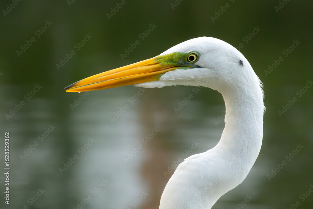 Obraz premium great white heron