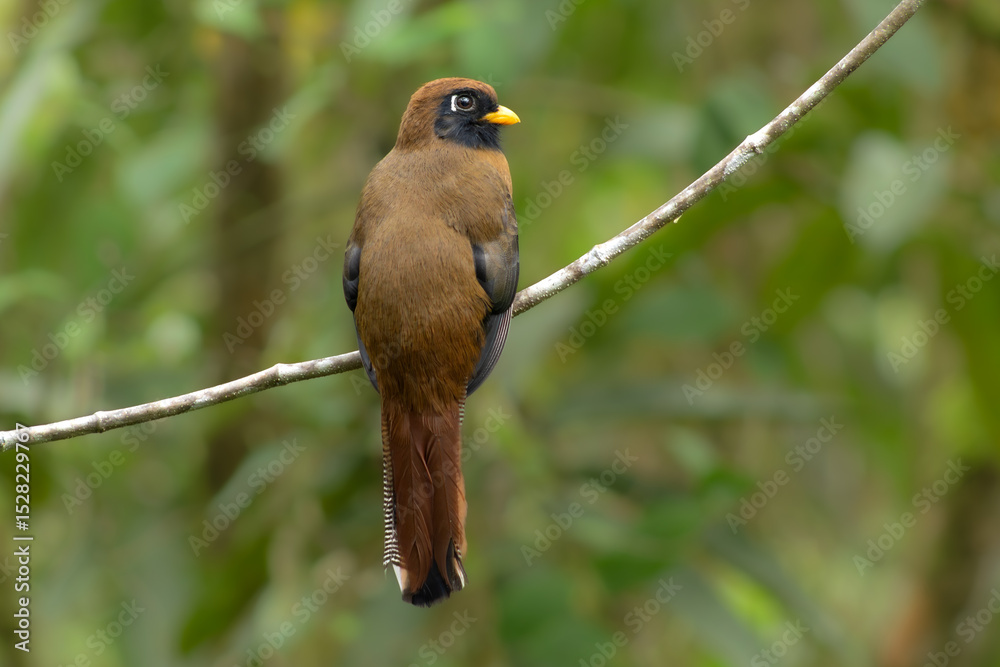 Naklejka premium Bird on a branch