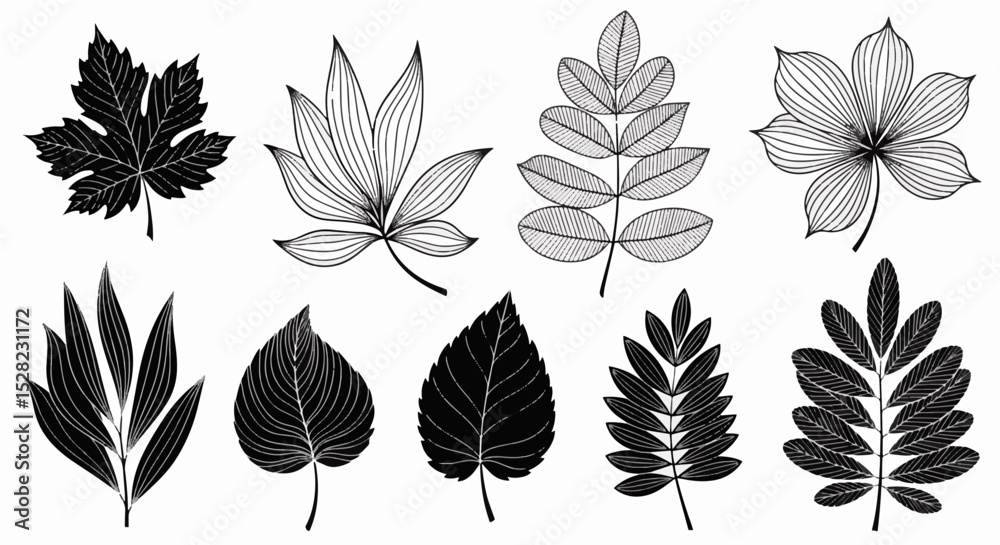 Fototapeta premium Monochrome Botanical Drawing of Various Leaves 