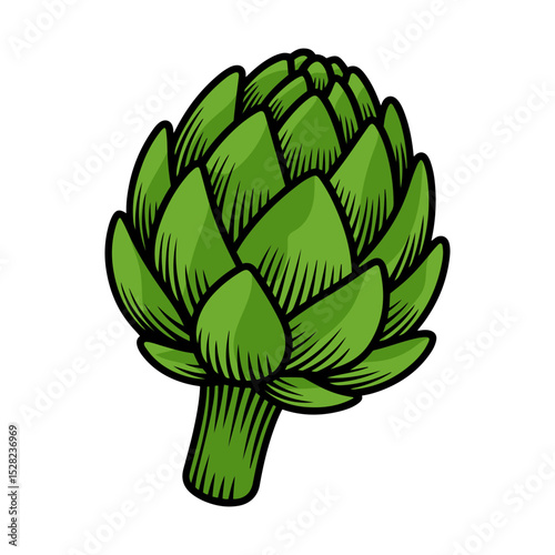 Illustration of a single green artichoke with detailed leaf texture and a short stem on white background