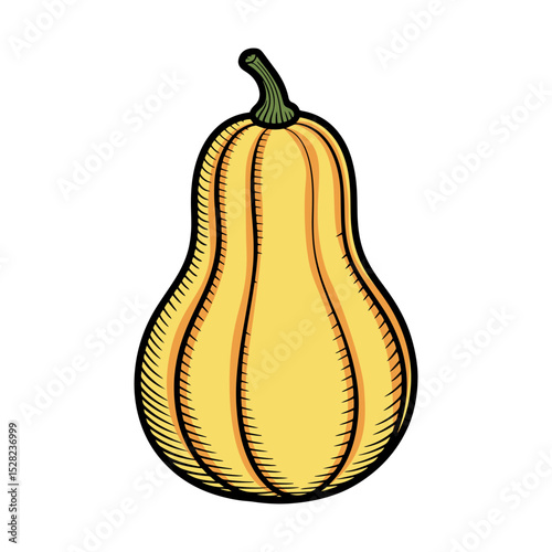 Illustration of a butternut squash with a light yellow color and a black outline on a white background