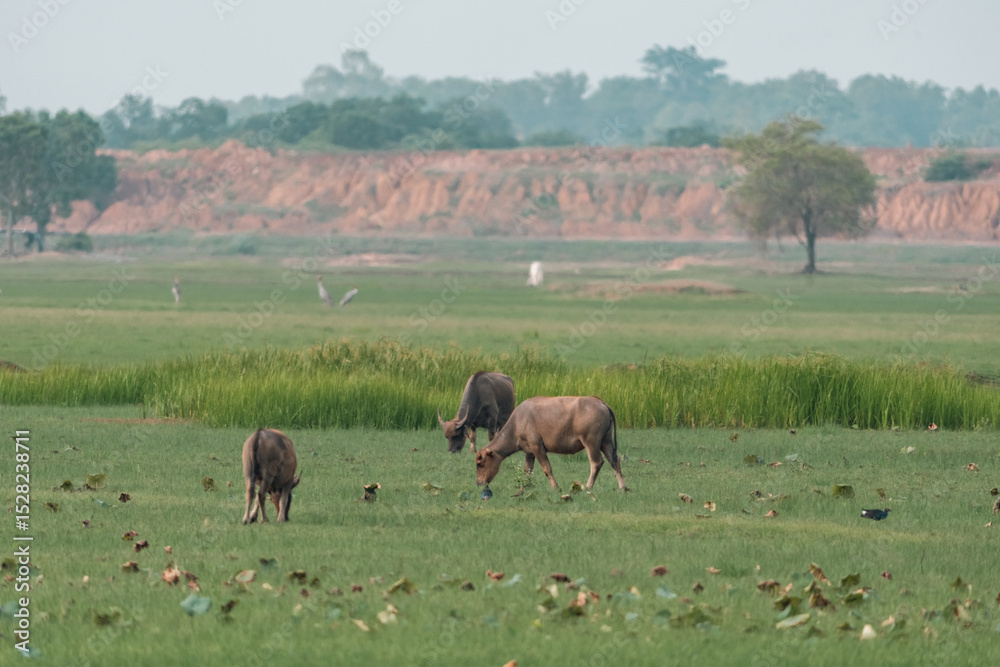 Fototapeta premium Thai water buffalo grazing peacefully in a lush green paddy field, surrounded by serene countryside landscape, showcasing traditional rural life, harmony with nature, and agricultural heritage