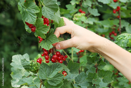 A young boy's hand carefully picks ripe red currants from a bush on a sunny day