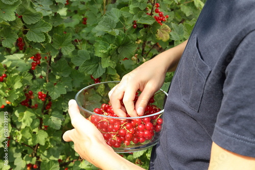 Young boy in blue t-shirt collects ripe red currants by hand, filling a glass bowl in a lush garden full of berries