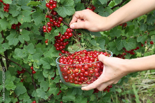 Boy gathers fresh red currants into a bowl while picking ripe fruit from the bush in the garden