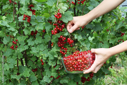 A young boy joyfully picks ripe red currants from a bush, carefully filling a bowl