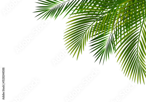 palm tree isolated on white