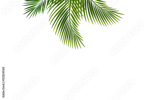 Tropical Branch Isolated White Background