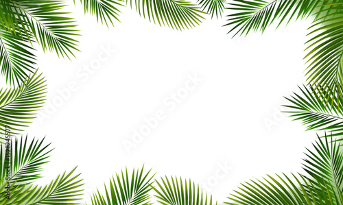 Palm Tree Border With White Background