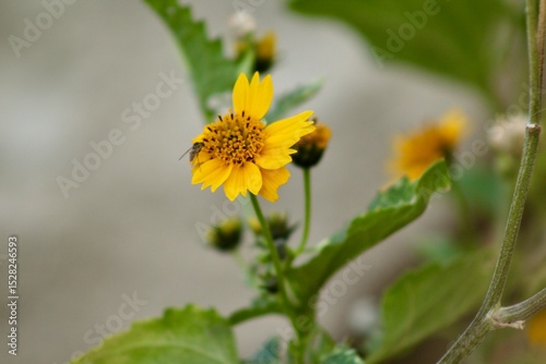 Fototapeta Naklejka Na Ścianę i Meble -  yellow flower in the garden