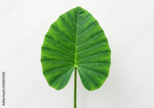 A single alocasia leaf with prominent veins against a plain background view