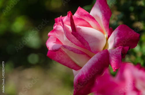 One beautiful rose pink white