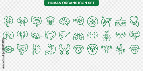 Human Organ Icons Set Outlined in Green on Transparent Background for Healthcare Designs