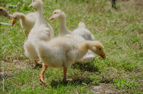 goslings walk on the grass and eat grass