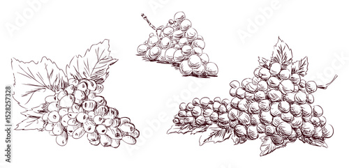 Sketches of ripe grape berries bunches, vector hand drawing isolated on white