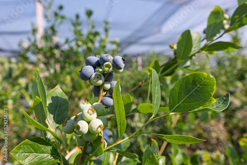 Ripe and unripe blueberries growing on bush in orchard