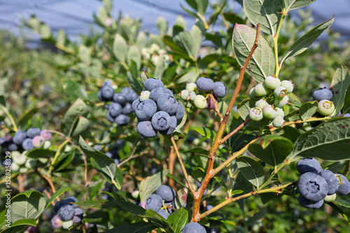 Ripe blueberries growing on bush in sunlit orchard
