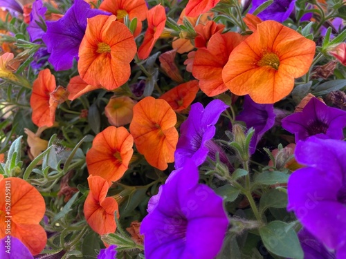 colorful petunia flowers background