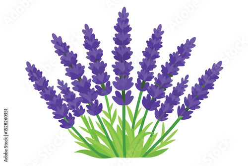 avender bunch vector illustration. Beautiful lavender bouquet bundle with ribbon vector.