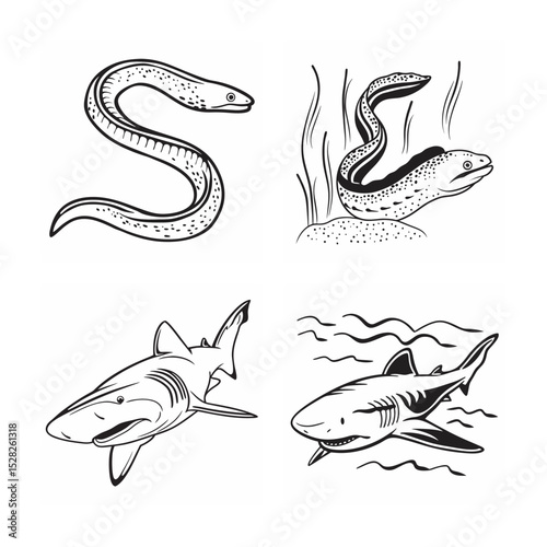 line art of marine fish on the white background