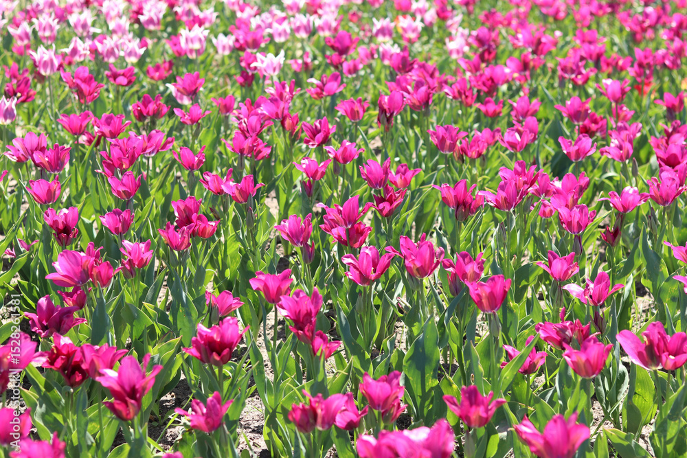 Tulips blooming. Beautiful pink tulips on a sunny day. Natural floral background. Tulip field. Bright flowers in the park Tulips blooming. Beautiful pink tulips on a sunny day. Natural floral background. Tulip field. Bright flowers in the park