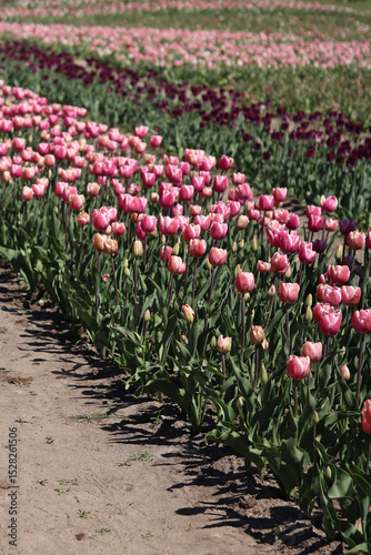 Tulips blooming. Beautiful pink tulips on a sunny day. Natural floral background. Tulip field. Bright flowers in the park