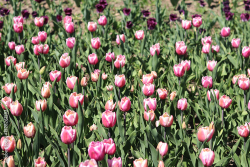 Tulips blooming. Beautiful pink tulips on a sunny day. Natural floral background. Tulip field. Bright flowers in the park