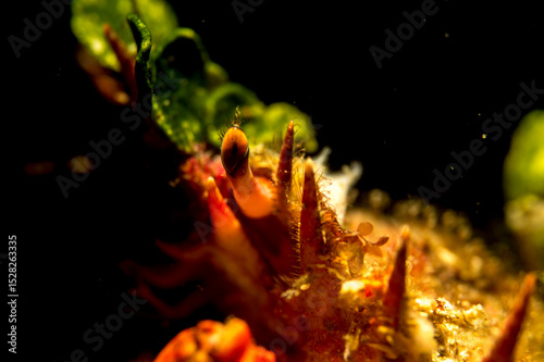 Fotografie Majoid Crab Maja crispata, Lesser Spider Crab, Alghero, Sardinia, Italy