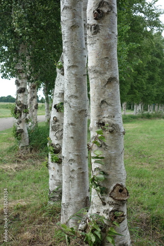 Stämme der Weißbirke