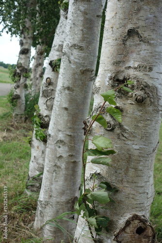 Stämme der Weißbirke