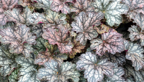 Silvery veined leaves of Heuchera. Perennials, landscaping, gardening.