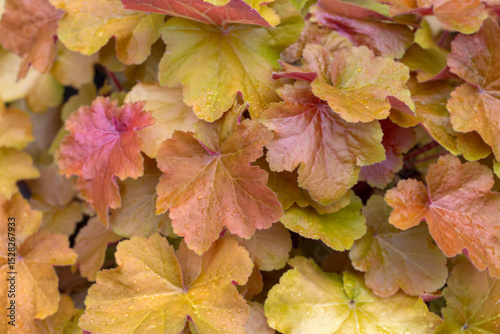 Golden leaves of Heuchera in the summer garden. Perennials, landscaping, gardening.
