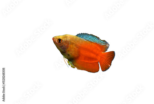 Aquarium fish lalius (Colisa lalia) of macropod family isolated on white background.