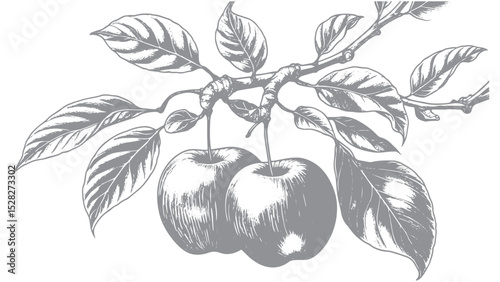 Hand-drawn apple branch with fruit and leaves
