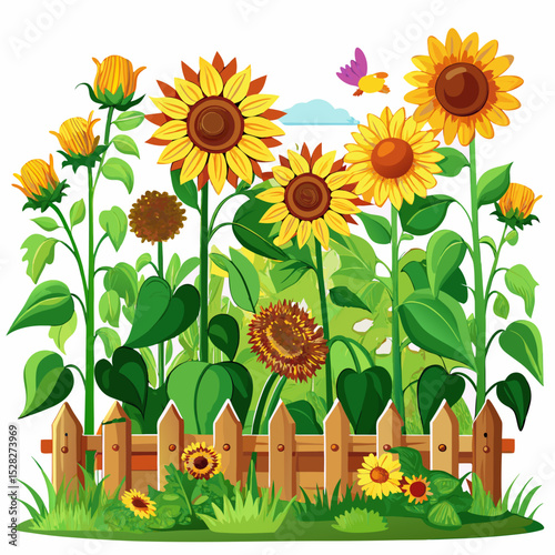 sunflowers in the garden