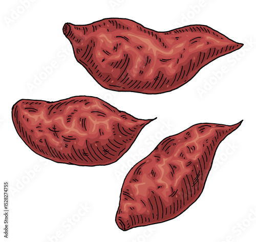 Whole sweet potato. Vintage engraving vector color illustration. Isolated on white background.