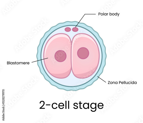 Development of fertilized oocyte - 2-cell stage