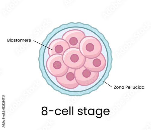 Development of fertilized oocyte - 8-cell stage
