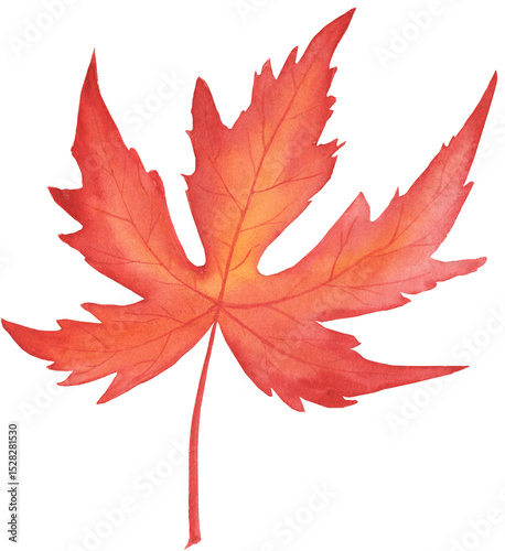 Watercolor illustration of a silver maple leaf in autumn colors. Hand-painted botanical element in shades of orange, red, and yellow. Perfect for seasonal designs, greeting cards, and autumn-themed 