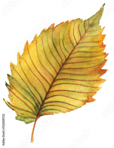 Watercolor illustration of an American elm leaf in autumn colors. Hand-painted botanical artwork perfect for fall-themed designs, nature decor, and botanical projects.