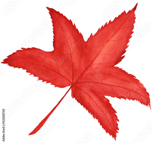 Watercolor illustration of a sweetgum tree leaf in vibrant autumn colors. Hand-painted botanical artwork featuring the characteristic star-shaped leaf, perfect for seasonal designs, nature projects