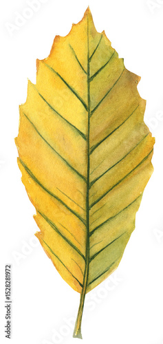 Watercolor illustration of a European chestnut leaf with detailed serrated edges and rich green tones. Perfect for botanical art, nature designs, and seasonal projects.