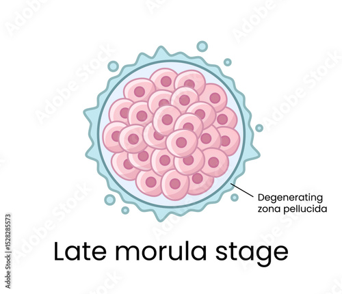 Development of fertilized oocyte - Late morula stage