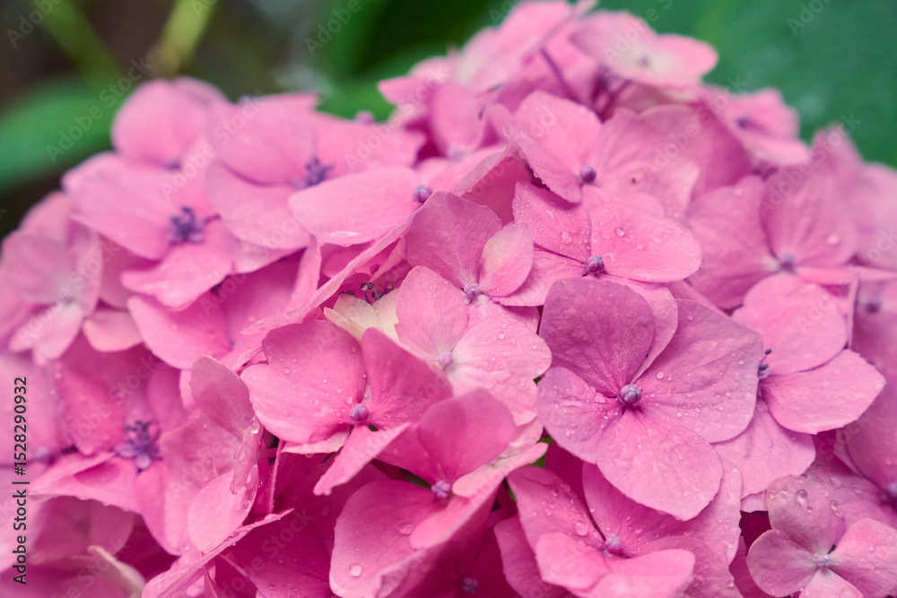 Fototapeta premium 雨のしずくを纏ったピンクの紫陽花のクローズアップ