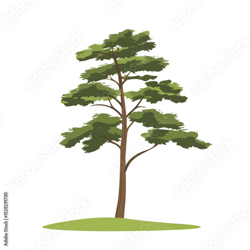 A Dawn Redwood Tree 2D flat vector illustration, isolated on a white background.