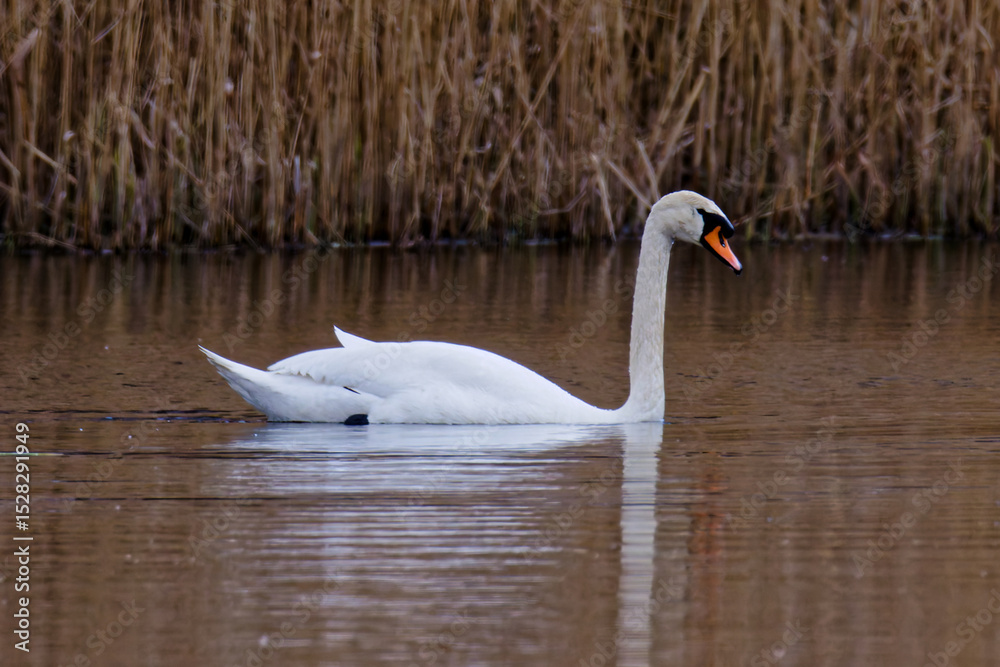 Fototapeta premium Schwan